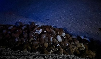 Iğdır'da Arı Saldırısı Faciaya Dönüştü! Yüzlerce Koyun Telef Oldu