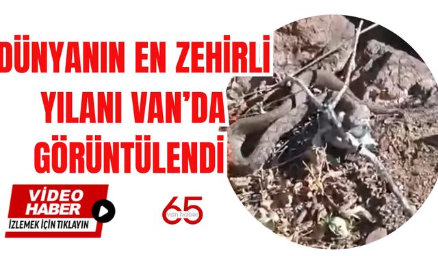 Dünyanın En Zehirli Yılanı Van’da Görüntülendi
