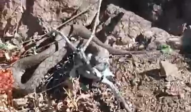 Türkiye'nin En Zehirli Yılanı Van'da Görüntülendi!