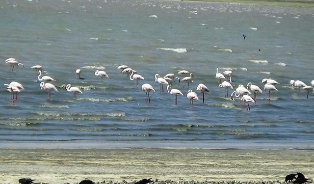 Binlerce Flamingo Van’a Geldi! Erçek Gölü Renk Cümbüşüne Büründü