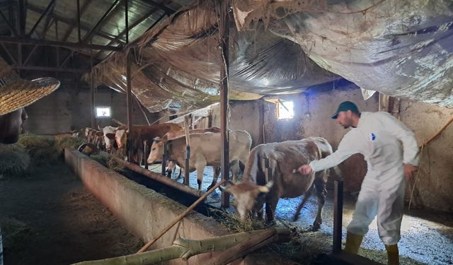 Van’ın Komşusu Bu Bayram Kurban Kesmeyecek: İşte Nedeni