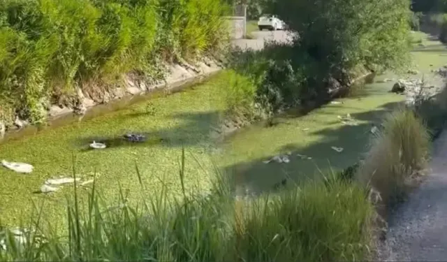 Van’ın Tarihi Kanalı Kirleniyor!