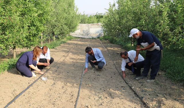 Sıhke Kavunu Toprakla Buluştu