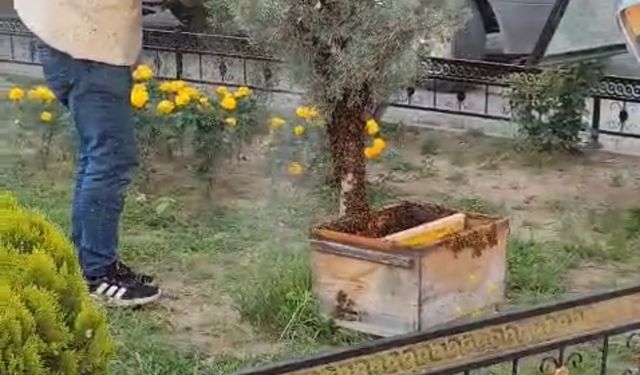 Kraliçenin peşine takıldılar! Şehri istila ettiler