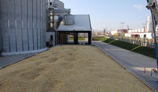 Iğdır’da Verimli Buğday Sezonu