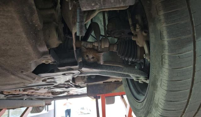 Bitlis’te Yavru Kedi Üç Şehri Gezdi, Annesine Kavuştu