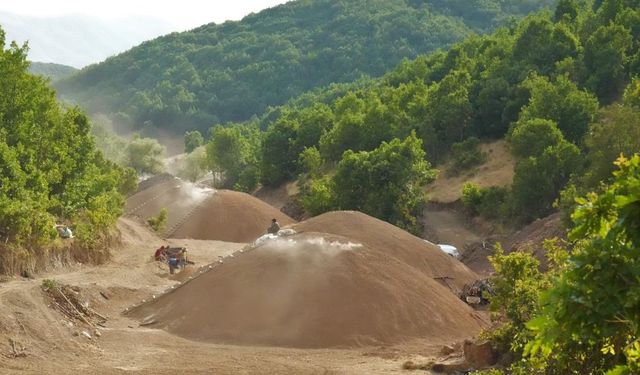 Muş Dağlarında Mangal Kömürü Üretimi Canlandı
