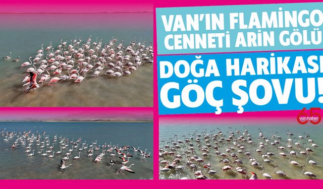 Van’ın Flamingo Cenneti Arin Gölü: Doğa Harikası Göç Şovu!