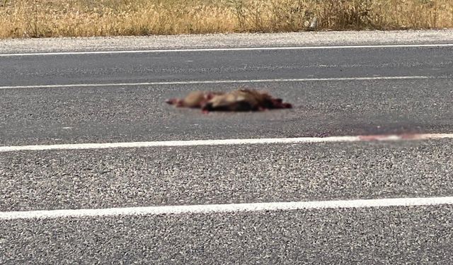 Van Muradiye'de otomobil domuza çarptı!