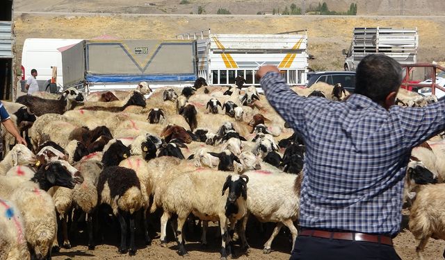 Van’da Hayvan Pazarı Yeniden Açıldı! Şap Hastalığına Karşı Yüzde 97 Aşı Başarısı