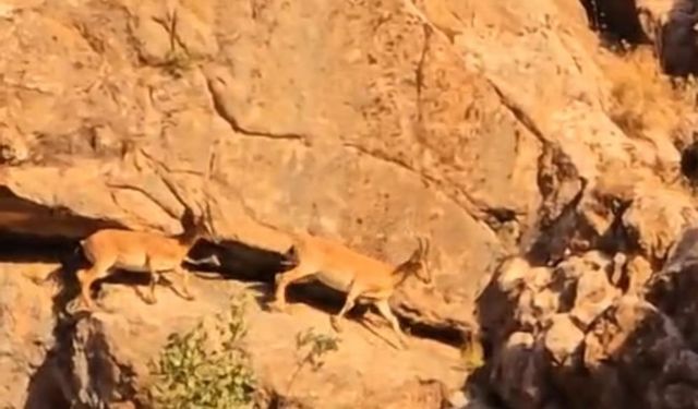 Van-Yüksekova Karayolunda Dağ Keçileri Görüntülendi