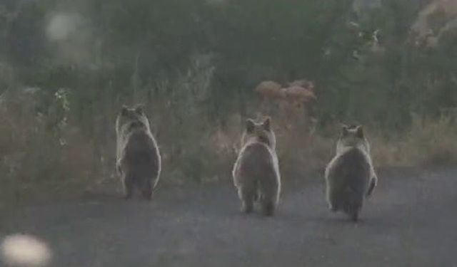Erzurum’da Yol Üstünde Ayı Sürprizi