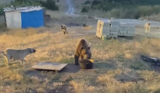 Tunceli'de karakolun davetsiz misafiri: Bozayı