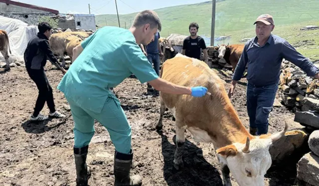 Hakkâri’de Şap Karantinası Kaldırıldı