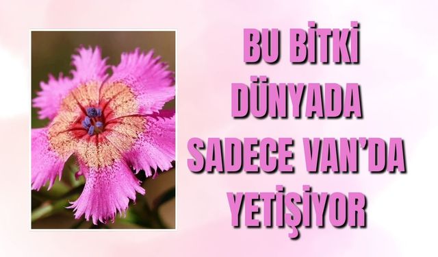 Bu Bitki Yeryüzünde Sadece Van’da Yetişiyor: Van Karanfili