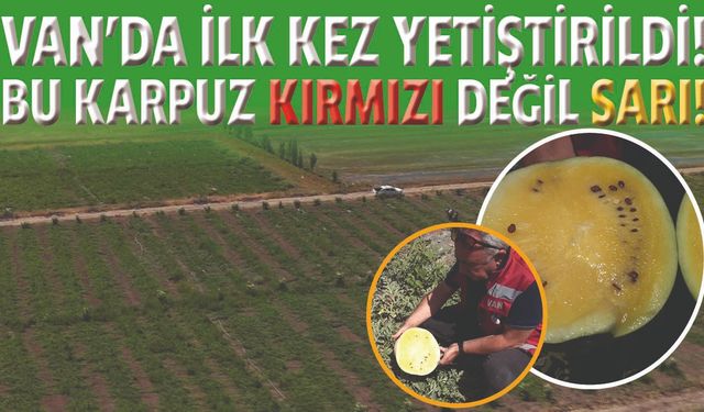Van'da Bir İlk: Sarı Karpuz Görenleri Şaşırtıyor!