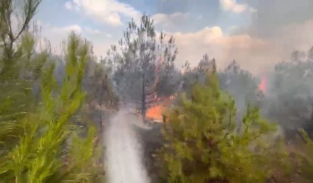Ormanlık Alanda Yangın Çıktı!