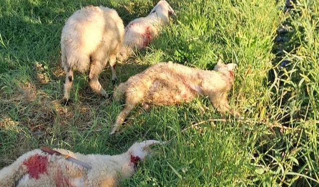 Erzincan’da Sahipsiz Köpekler Çok Sayıda Kuzuyu Telef Etti!