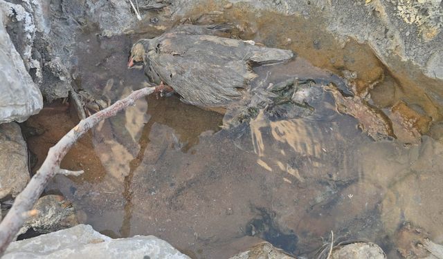 Hakkari’de Gizemli Kükürt Vadisi: İnsanlara Şifa, Kuşlara Ölüm