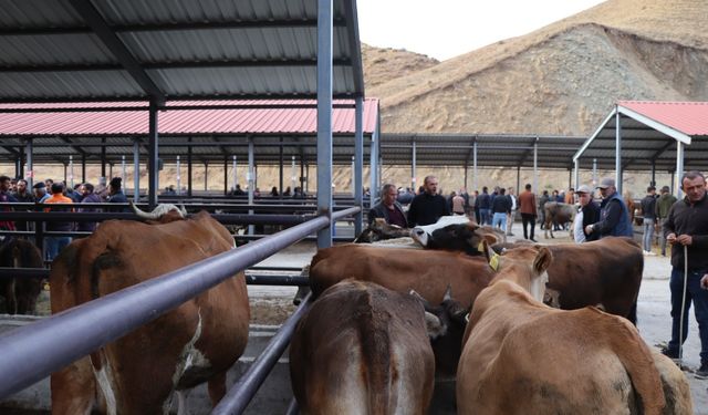 Canlı Hayvan Pazarı yeniden açıldı, üretici nefes aldı