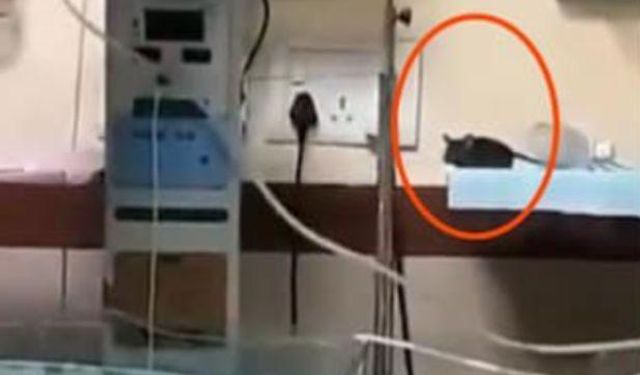 Yenidoğan Ünitesinde Fare Skandalı: İki Bebek Hayatını Kaybetti
