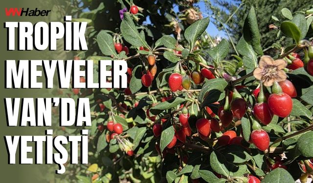 Van'da Doktorun Bahçesinde Tropik Meyve Yetişiyor: Kivi, Goji Berry, Pepino...