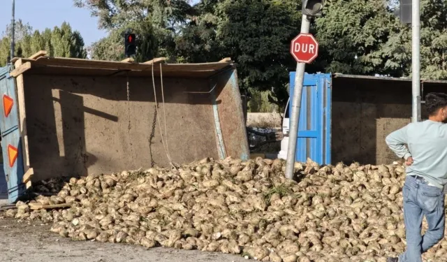 Muş’ta Şeker Pancarı Yüklü Traktör Devrildi!