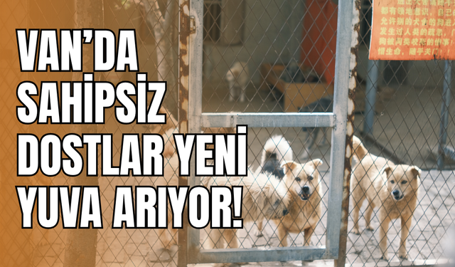 Van Büyükşehir’den Örnek Kampanya: “Bir Can da Sen Sahiplen”