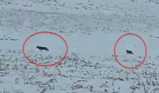 Hakkari’de Kurt Sürüsü Görüntülendi