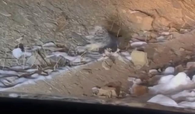 Hakkari Dağlarında Neler Oluyor?