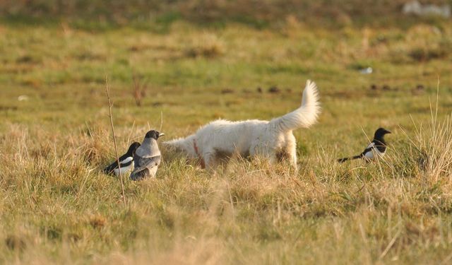 Van Kalesi'nde “Van Kedisi” Sandı, Köpek Yavrusu Çıktı