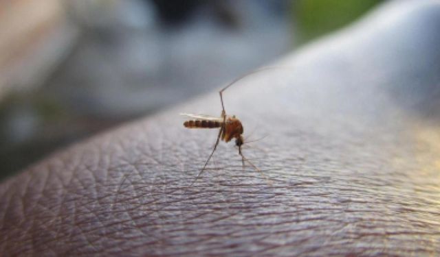 Küba’da Sivrisinek Kaynaklı Virüsler 33 Can Aldı