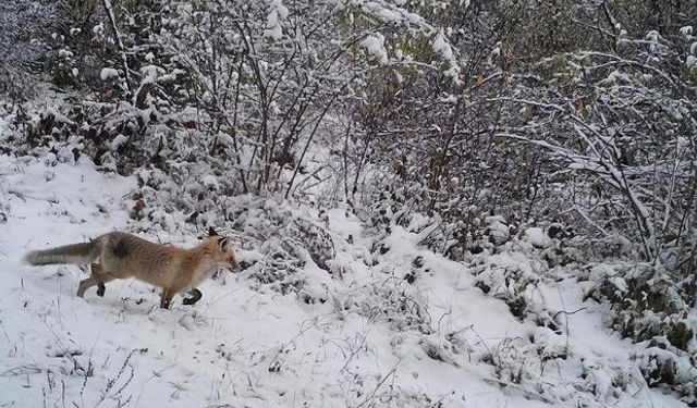 Van’da Yaban Hayvanları Krizi: Çöpler ve Bilinçsiz Besleme Tehlike Yaratıyor