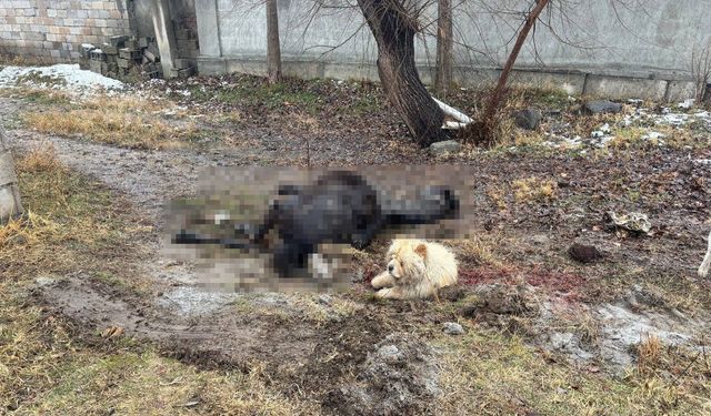 Erzincan’da At Ve Eşek Katledildi!