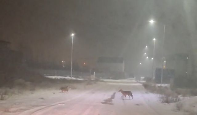 Kurtlar Yerleşim Yerlerine İndi