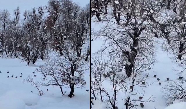 Yoğun Kar Keklikleri Köye İndirdi