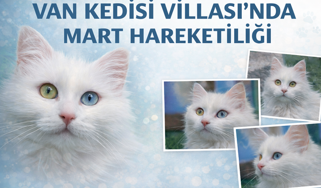 Van Kedisi Villası’nda Mart Hareketliliği: Yeni Yavrular Yolda!