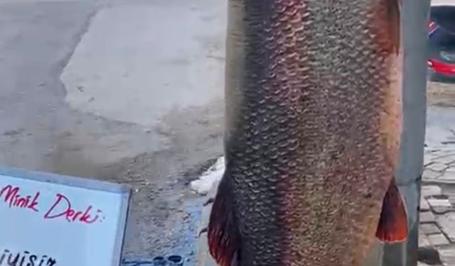 Görenleri Şaşırtan Dev Balık: Onlarca Kilo Ağırlığında