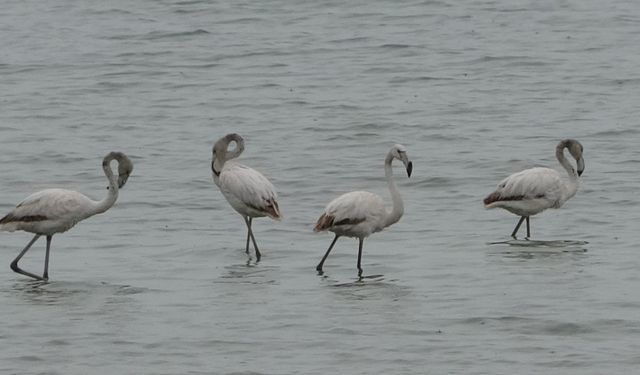 Flamingolar Van Gölü Havzasına Erken Geldi