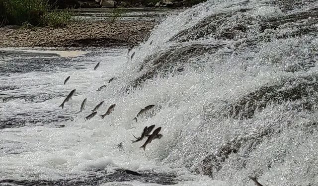 Van’ın balıkları bu yıl da jandarmaya emanet!