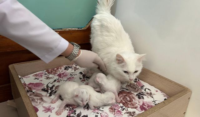 Van’ın Beyaz İncileri Çoğalıyor! 2026’nın İlk Yavruları Dünyaya Gözlerini Açtı!