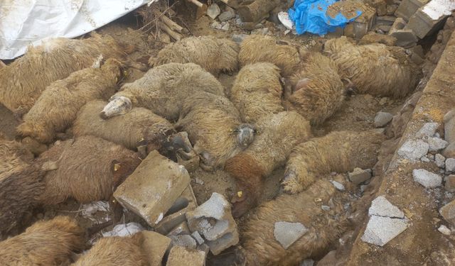 Van'da 23 Küçükbaş Hayvan Telef Oldu, 15’i Yaralı Kurtarıldı!