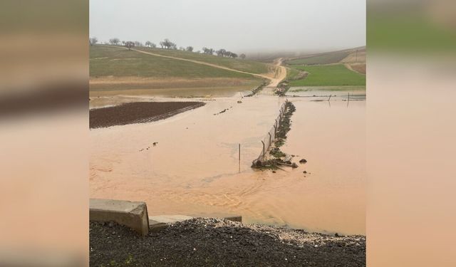 Diyarbakır’da Sağanak Felaketi: 45 Koyun Sulara Kapılarak Telef Oldu