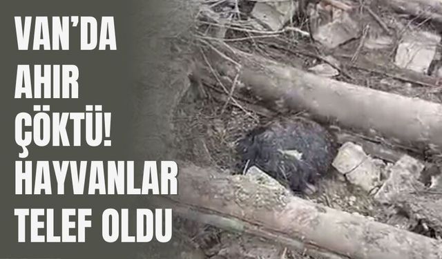 Van’da Yoğun Yağış Sonrası Ahır Çöktü: 20 Küçükbaş Hayvan Telef Oldu