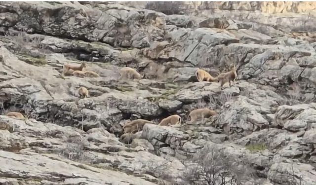 Hakkari Sümbül Dağı’nda Sürü Halinde Dağ Keçileri Görüntülendi