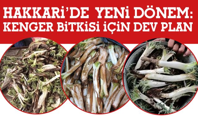 Hakkâri’de Yeni Dönem: Kenger Bitkisi İçin Dev Plan!