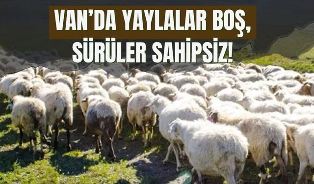Van’da Yaylalar Boş, Sürüler Sahipsiz!