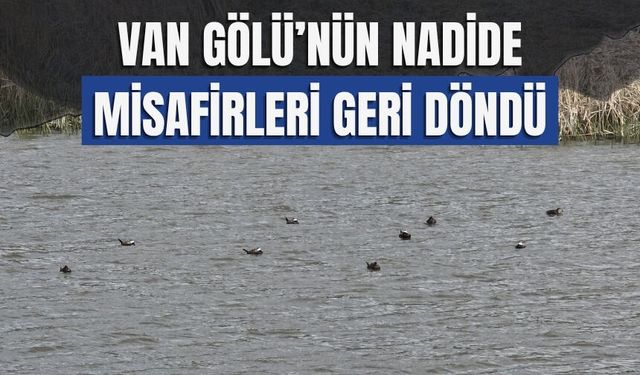 Van Gölü’nün Nadide Misafirleri Geri Döndü