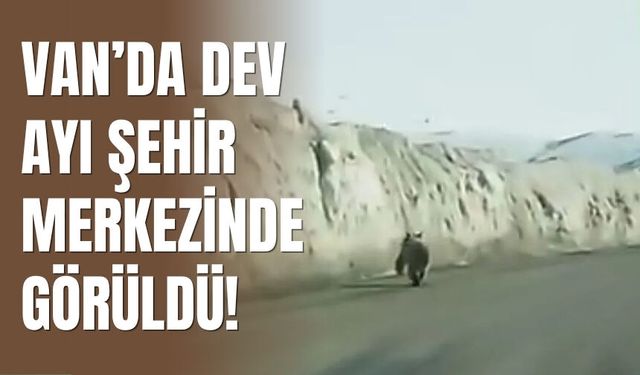 Van’da Dev Ayı Şehir Merkezinde Görüldü!