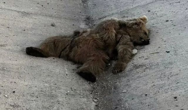 Van'da Kış Uykusundan Uyanan Ayıya Otomobil Çarptı